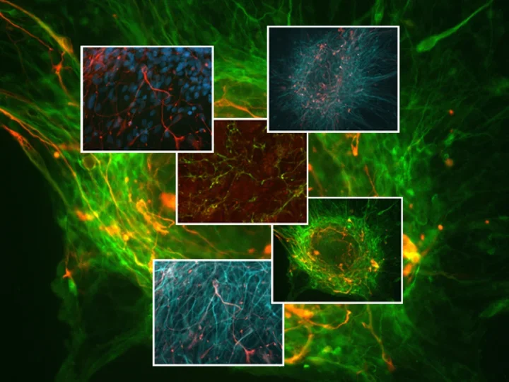 Collage of cell differentiation images, mostly in green and yellow hues.